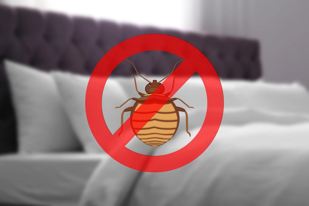 Emergency Bed Bug Pest Control Service, Weybridge, Surrey.