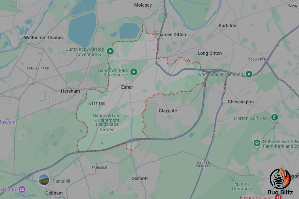 Bed Bug Heat Treatment Services for Esher, Surrey