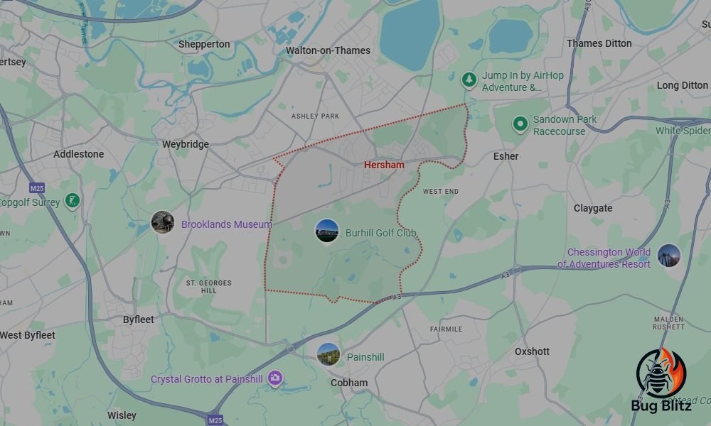 Bed Bug Heat Treatment Services for Hersham, Surrey