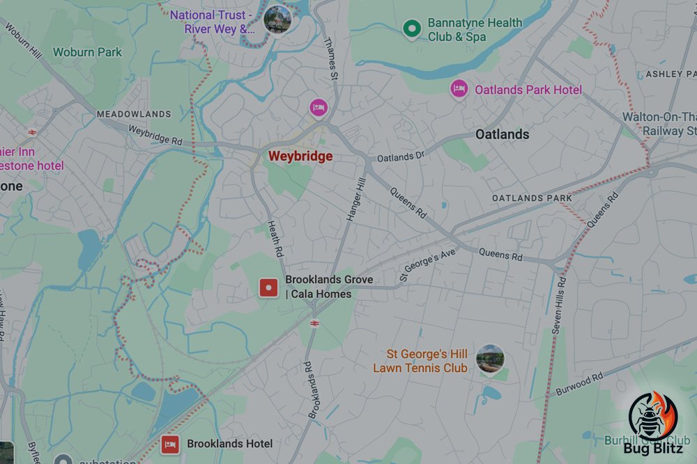 Bed Bug Heat Treatment Services for Weybridge, Surrey