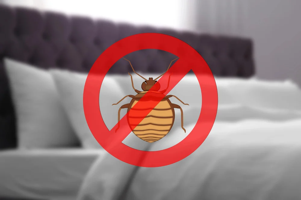 Emergency Bed Bug Pest Control Service in Camberley, Surrey