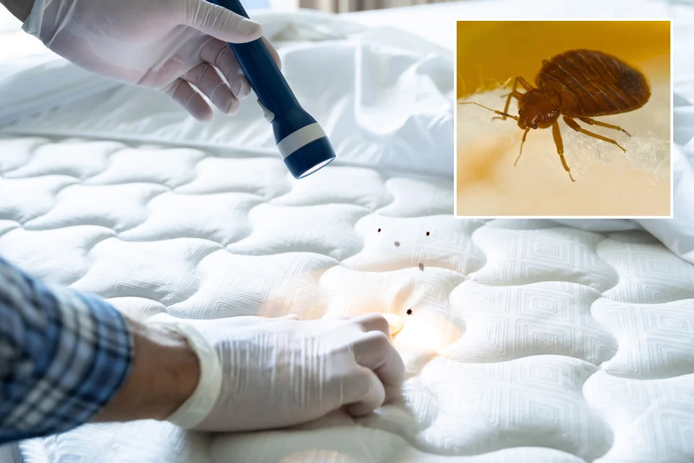 What Destrodent Bed Bug Heat Treatment Eliminates in Surrey