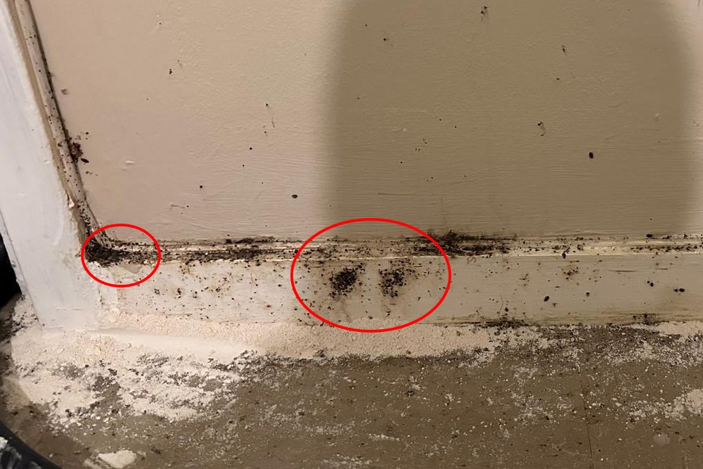 Why acting quick with bed bugs matters