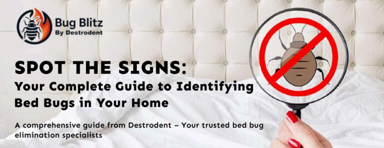 Bed Bug Identification Guide