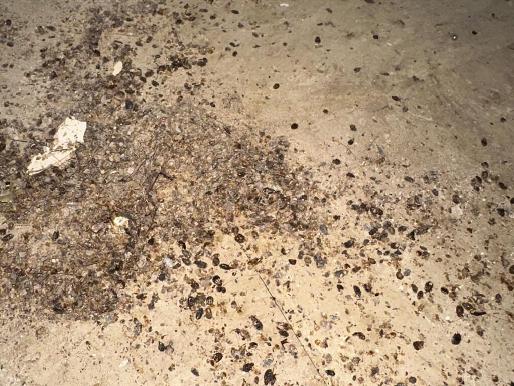 Do Bed Bugs live in Nests?