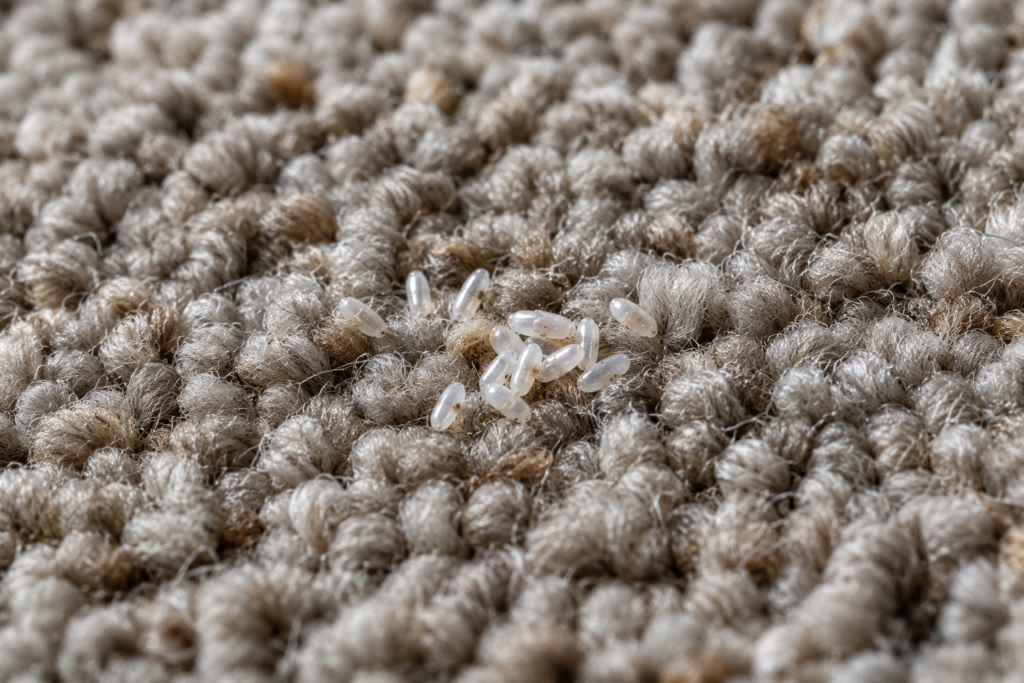 Bed bug eggs sitting on carpet