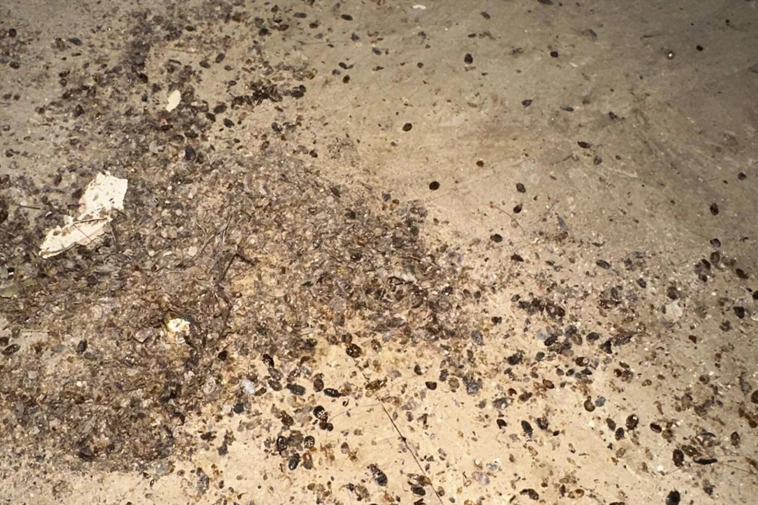 Bed bug nest