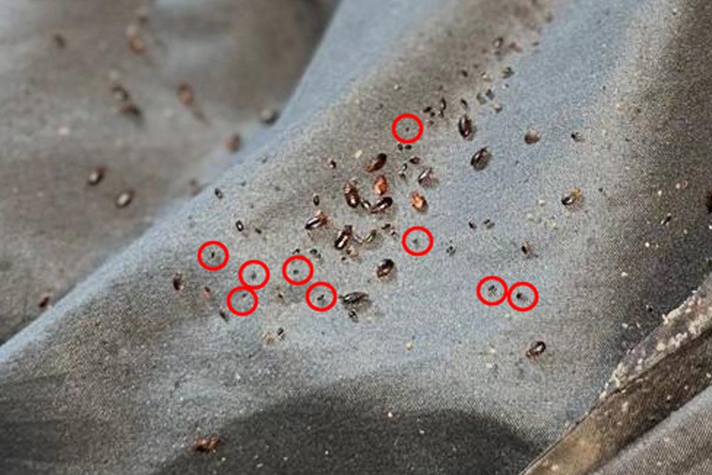 Bed Bug Poo Close Up
