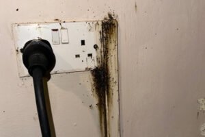 Can bed bugs climb walls?