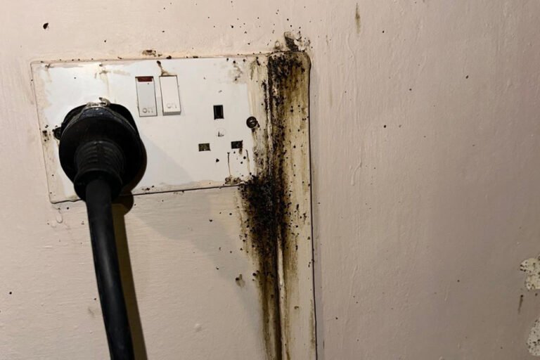 Can bed bugs climb walls?