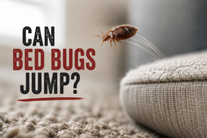 Can bed bugs jump?