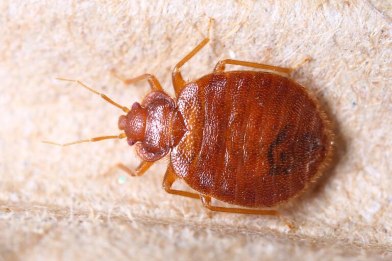How Big Are Bed Bugs?