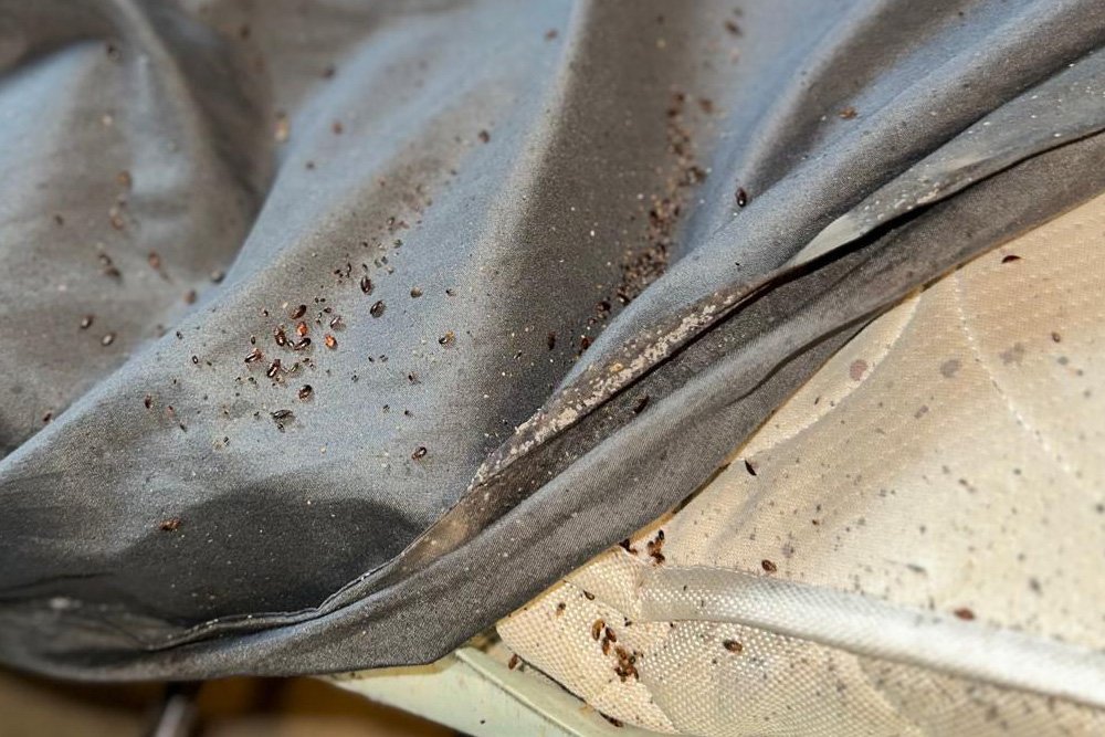 How do bed bugs spread?
