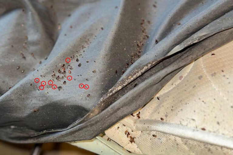 What do bed bug droppings look like?