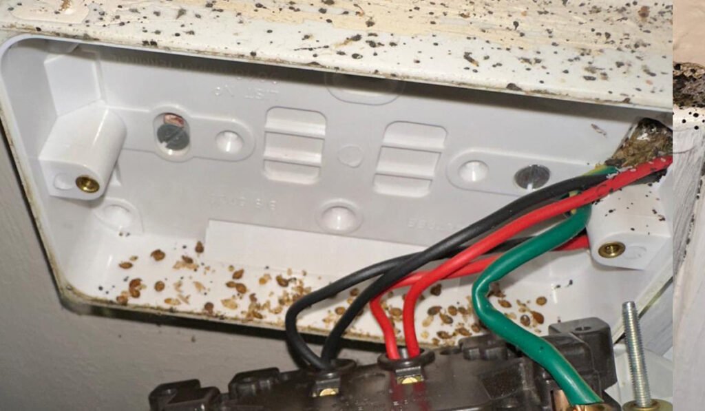 Bed Bugs living inside a Power Socket in a house in Old Woking, Surrey