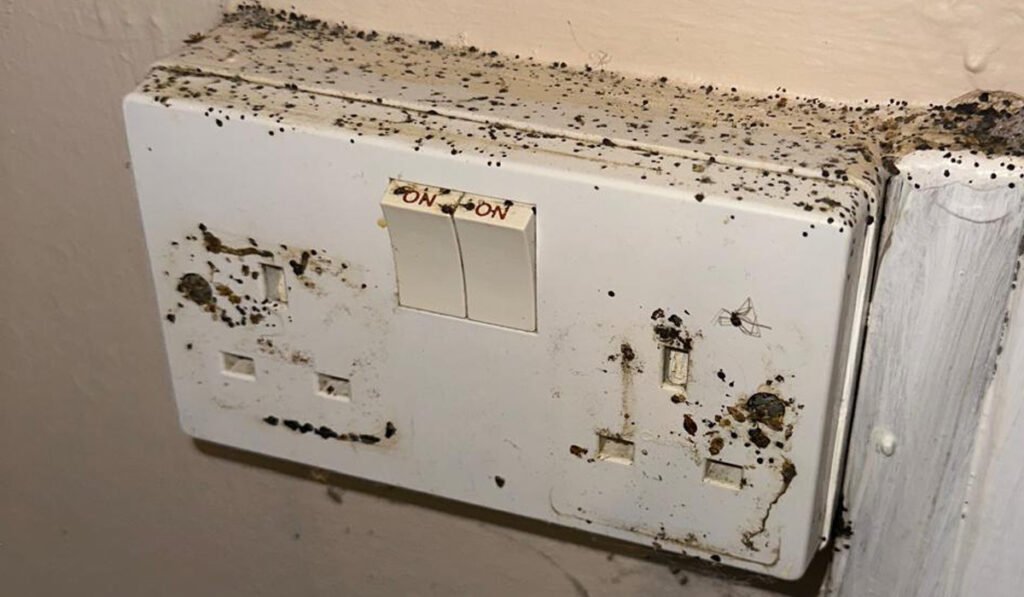 Bed Bug infestation in a plug socket in a house in Woking, Surrey